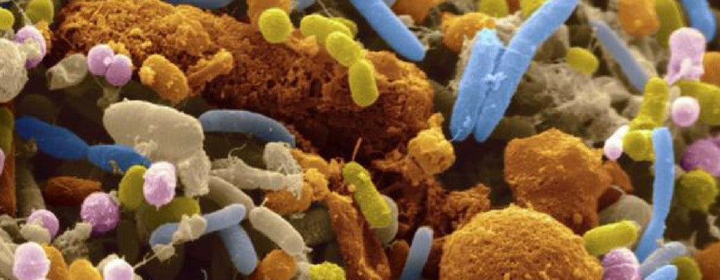 Is There A Connection Between Gut Bacteria And Depression?